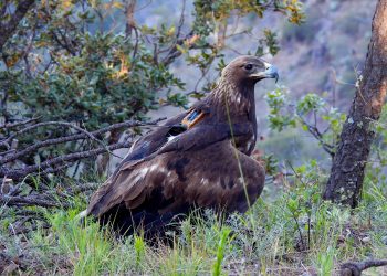 Contribuye Gobierno de Sonora a la conservación del águila real con proyecto de monitoreo internacional: UES