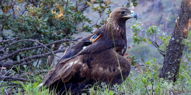 Contribuye Gobierno de Sonora a la conservación del águila real con proyecto de monitoreo internacional: UES