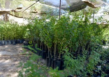 Impulsan viveros escolares de árboles nativos para fortalecer el cuidado ambiental en Hermosillo