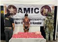 Capturan AMIC y DEFENSA a mujer con narcótico marihuana en Navojoa