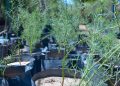 Invita Ayuntamiento de Hermosillo a adoptar árboles nativos en el Vivero Municipal