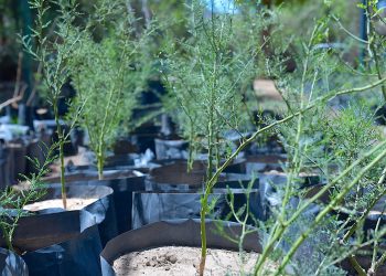 Invita Ayuntamiento de Hermosillo a adoptar árboles nativos en el Vivero Municipal