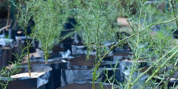 Invita Ayuntamiento de Hermosillo a adoptar árboles nativos en el Vivero Municipal