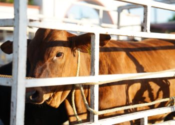 Suspenden exportación de ganado por Agua Prieta tras revisión sanitaria preventiva