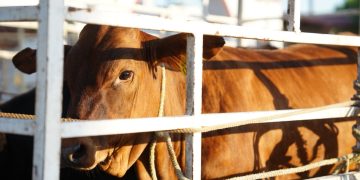 Suspenden exportación de ganado por Agua Prieta tras revisión sanitaria preventiva