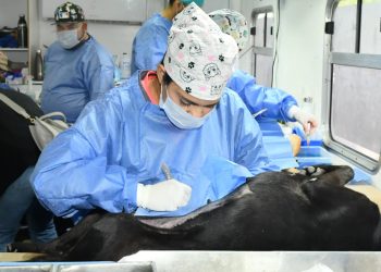 Anuncia Gobierno de Hermosillo jornada de castración para perros y gatos