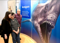 Continúa exposición TIBURONES disponible para familias hermosillenses y visitantes