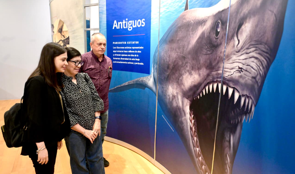 Continúa exposición TIBURONES disponible para familias hermosillenses y visitantes