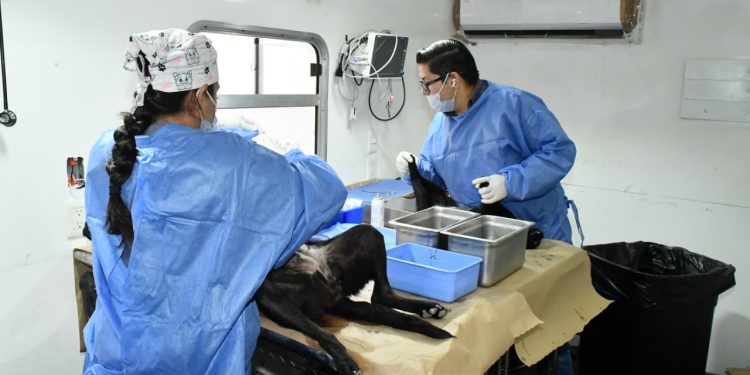 Anuncia Gobierno de Hermosillo jornada de esterilización gratuita para perros y gatos